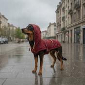 Anorak imperméable pour chien - Protection contre la pluie et le vent - Polyester résistant - ABF255-P